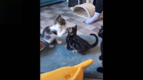 Three cute kittens playing