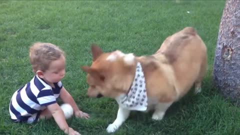 Dog playing video with baby