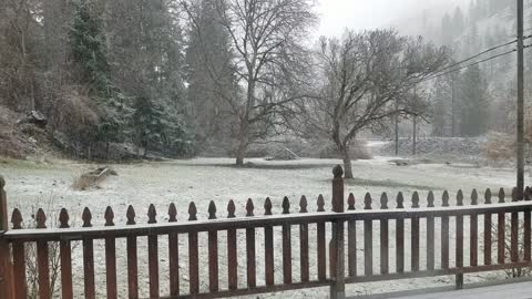 Wild Turkeys In Winter Storm