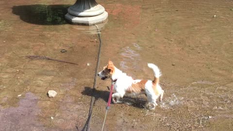 Dog in the fountain