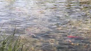 Salmon Spawning in creek
