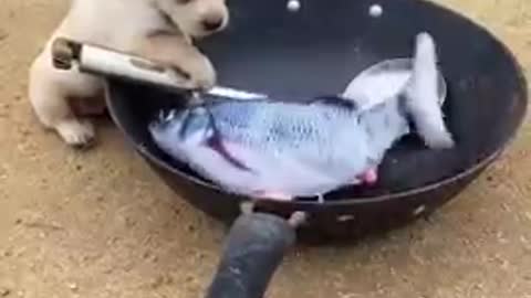 Funny video dog,,🐕😘 lovely pappy,fish😘 🐟 viral videos #shorts