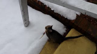 Taisy and the Snow! February 25, 2015