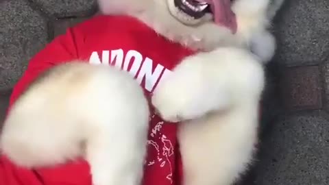 Happiest Husky EVER?!