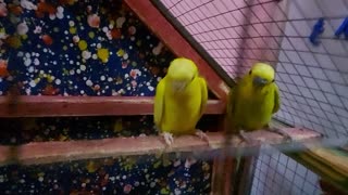 Budgies and their son screaming wants food to sleep