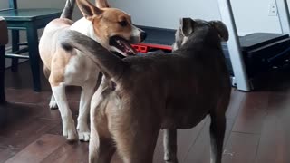 Pup Forces Friend Through Doggy Door For Playtime