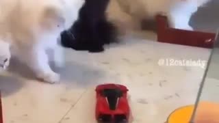 LoL Look What is The Reaction of Those Cat from Moving Car Toy
