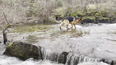 German Shepherd Dogs play in the rushing stream at the Breathing Forest