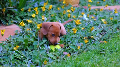 Cute and playful puppy!