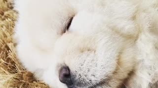 White fluffy dog snoring