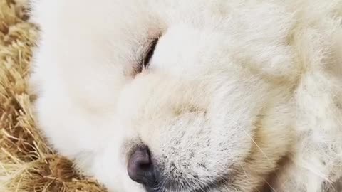 White fluffy dog snoring