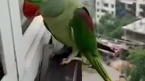 A Parrot knocking window,calling mummy!amazing