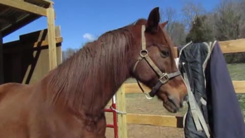 Horses LOVE cookies!!!!