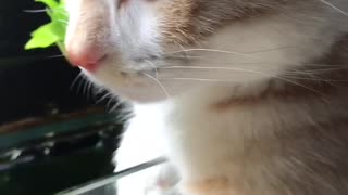 Cat Loves Fishy Kisses