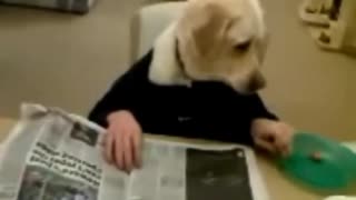 Dog flipping through newspaper