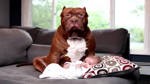 You won't believe how this dog defends a baby its mom beats. Dogs that protect and defend children