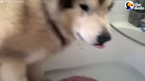 Family Tries To Convince Their Giant Alaskan Malamute To Get In The Bath