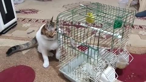 The cat and the bird