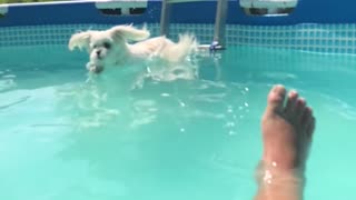 Doggie climbs pool ladder and jumps in!