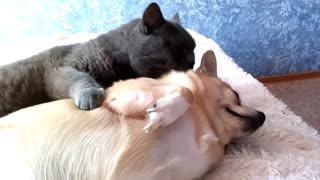 Dog & cat best friends preciously cuddle during grooming session