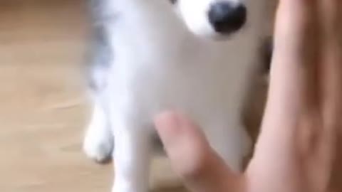 Very Funny video of cute dog with its owner🤣😂