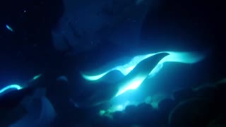 Graceful Manta Rays dance underwater in Hawaii