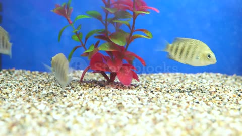 Rare and beautiful fish swim in the beautiful aquarium with their coolest friends