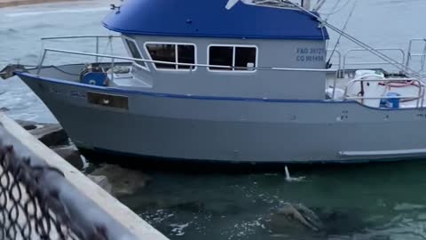 Boat Drives Full Throttle Into Dock