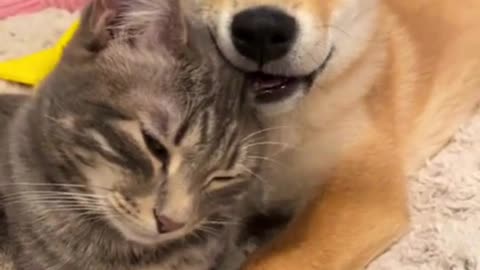 Dog and Cat Best Friends for Life