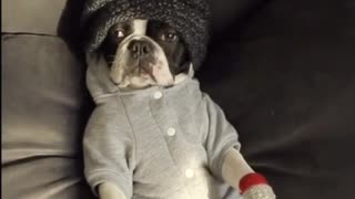 Dog in red mittens grey sweater black beanie laying