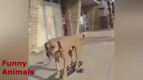Dog skateboarder