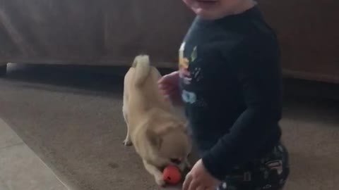 Baby vs puppy