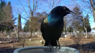 Grackle puff