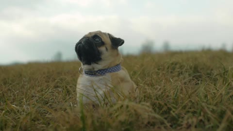 A Pet puppy Pug Resting On Grass Field.