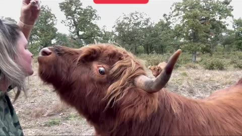 I Trained My Highland Bull🐂...To Give Kisses💋! #shorts #HighlandCow #scottishhighlandcattle