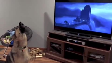 German shepherd howling with wolves