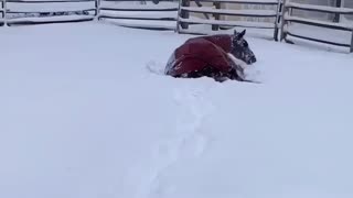 Mare horse loves the snow