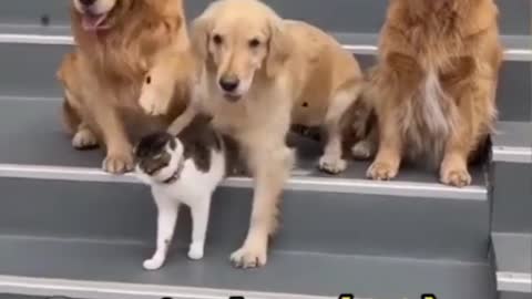 Dog bring out cat for Family picture .