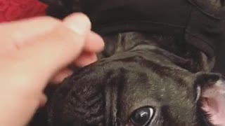 Black dog getting pet
