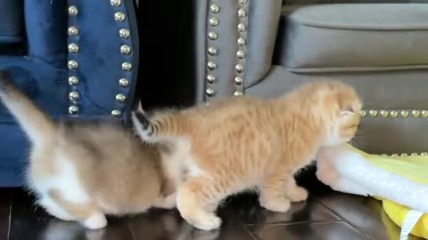 Baby Cute Cat Video