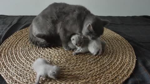 Cute Kittens Meowing and Playing