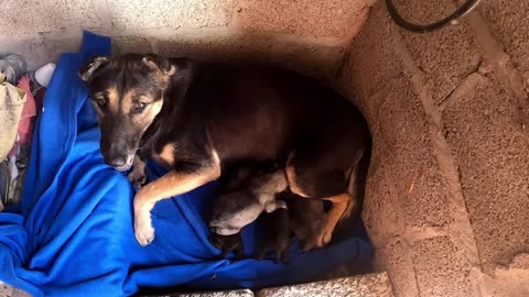 Title: "Heartwarming Rescue: Poor Woman Saves Abandoned Mama Dog and Newborn Puppies 🐾💖"