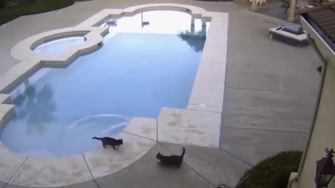 Cats playing in water
