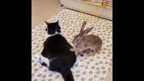 The cat playing with the bunny is a special scene