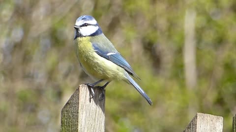 blue tit song bird bird singing wildlife