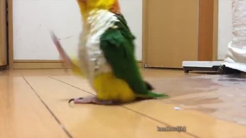 Parrots silly walks