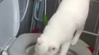 Adopted Cat Knows How to Use Toilet