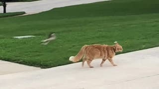Resilient Cat Isn't Bothered By Pestering Birds