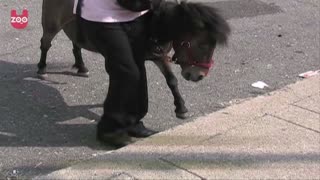 Amazing Guide Horse Helps Blind Woman