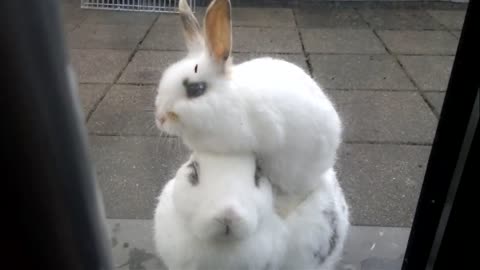 Cute bunny out side the door